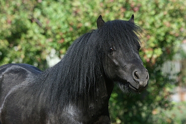 Shetlandsk pony