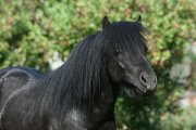 Shetlandsk pony