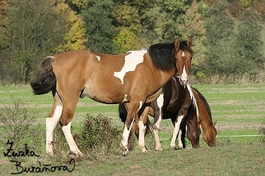 Paint horse