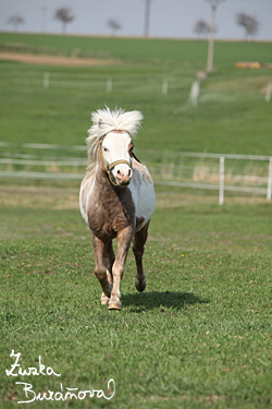 Miniappaloosa