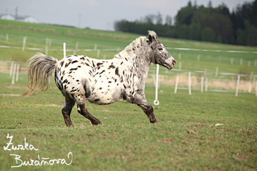 Miniappaloosa