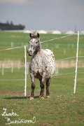 Miniappaloosa