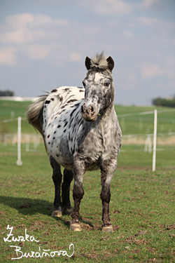 Miniappaloosa