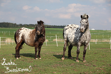 Miniappaloosa