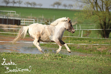 Miniappaloosa