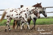 Appaloosa