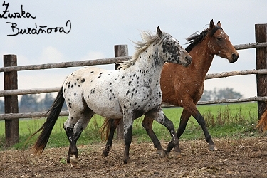 Appaloosa