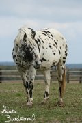 Appaloosa