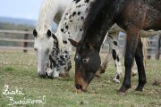 Appaloosa