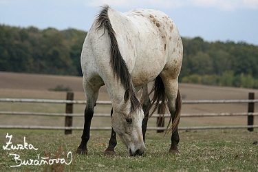 Appaloosa