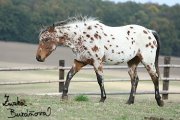 Appaloosa