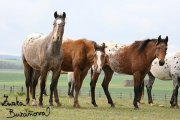 Appaloosa