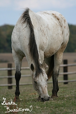 Appaloosa