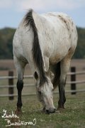 Appaloosa