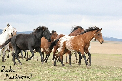 Appaloosa Ranch Laschinka jen 2007