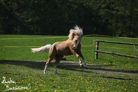 Hebec Bohemian Freyr