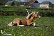 Hebec Bohemian Freyr