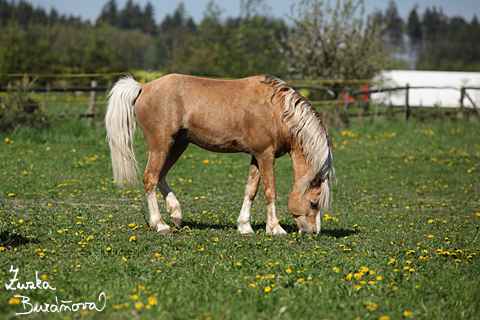 Hebec Bohemian Freyr