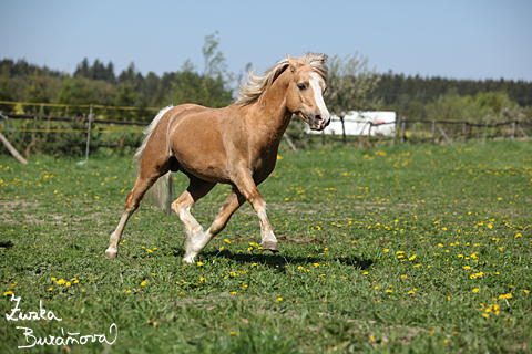 Hebec Bohemian Freyr