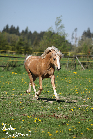 Hebec Bohemian Freyr