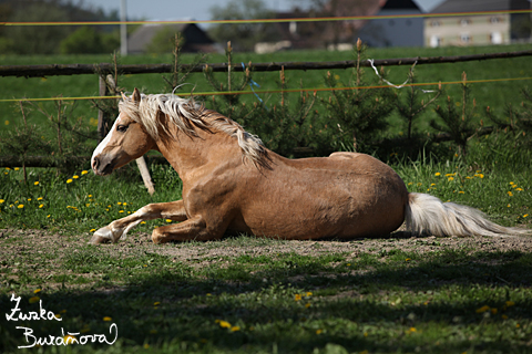 Hebec Bohemian Freyr