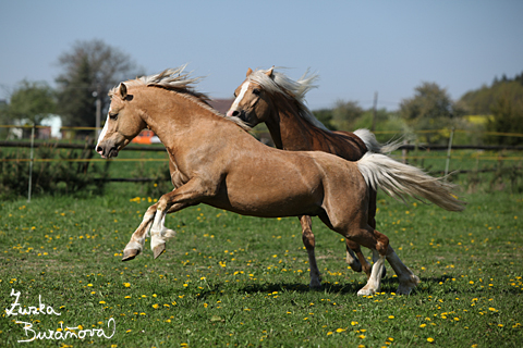 Hebec Bohemian Freyr