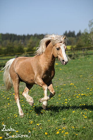 Hebec Bohemian Freyr