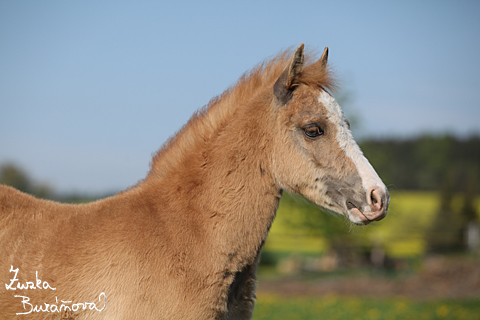 Pony klub Olenice duben 2009