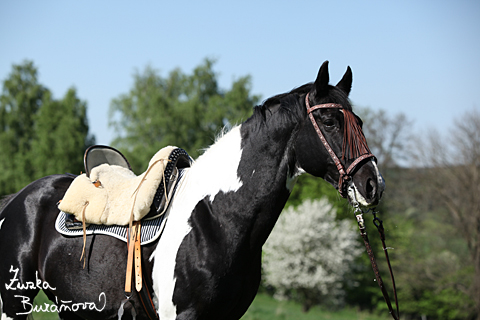 Hebec Abgott's Comanche