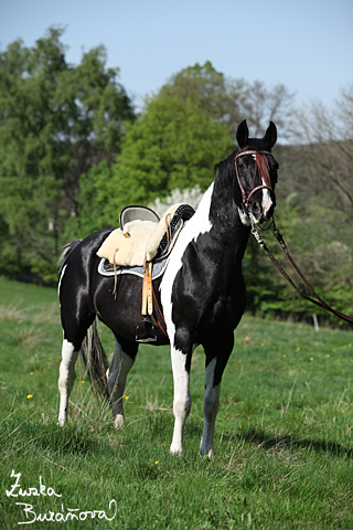 Hebec Abgott's Comanche