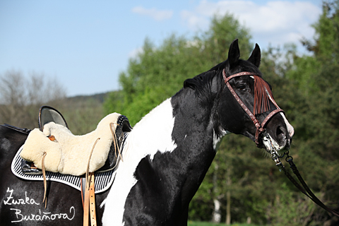 Hebec Abgott's Comanche