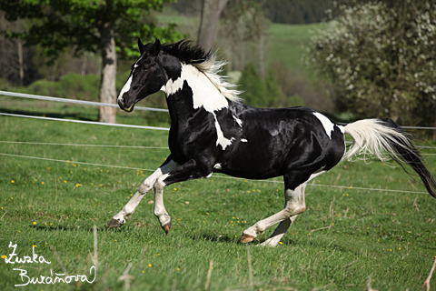 Hebec Abgott's Comanche