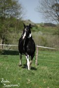 Hebec Abgott's Comanche