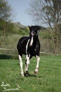 Hebec Abgott's Comanche