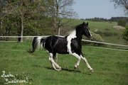 Hebec Abgott's Comanche