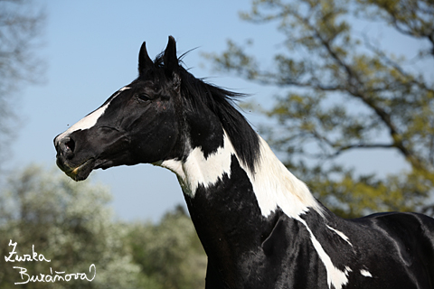 Hebec Abgott's Comanche