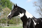 Hebec Abgott's Comanche