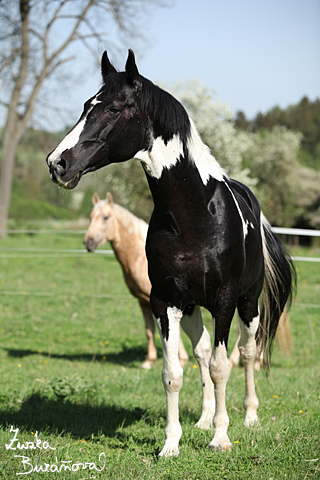 Hebec Abgott's Comanche