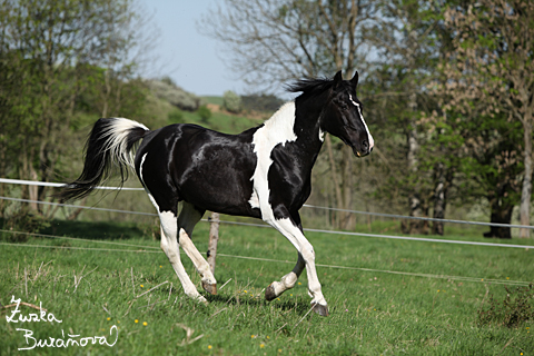 Hebec Abgott's Comanche