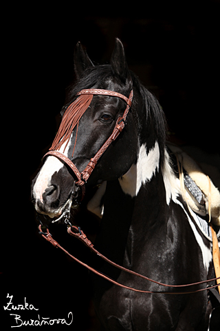 Hebec Abgott's Comanche