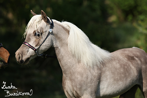 Hebeek Tikitano Royal Bentley