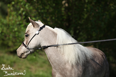 Hebeek Tikitano Royal Bentley