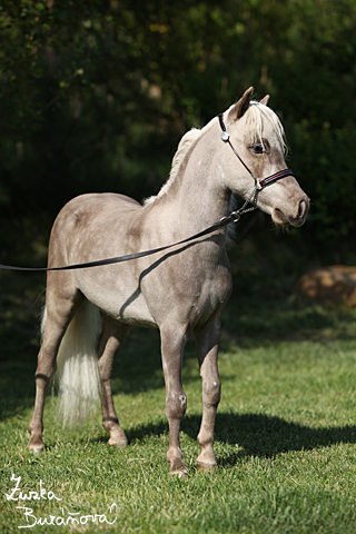 Hebeek Tikitano Royal Bentley