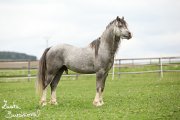 Hebec Trefynys Casanova (Casio)