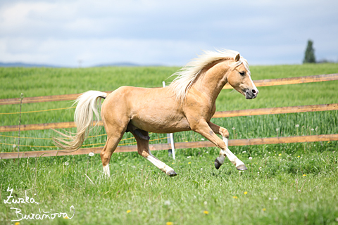 Hebec Jula Royal Pearl (Jim)