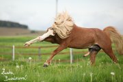 Hebec Llanfrechfa Celebration (Toby)