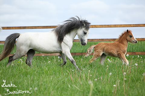 Klisna Lucky a hebeek Marah Lucas