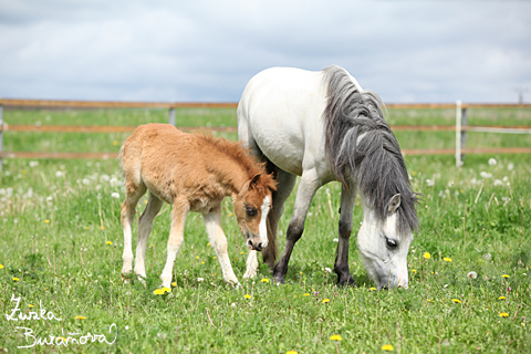 Klisna Lucky a hebeek Marah Lucas