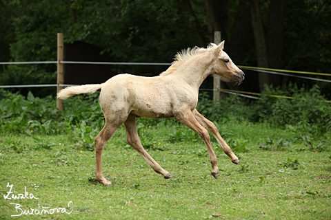 Klisnika Alpinhorse Midnight Princess