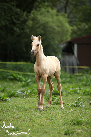 Klisnika Alpinhorse Midnight Princess